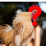 poule sans tête