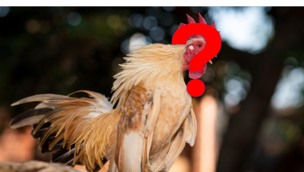 poule sans tête