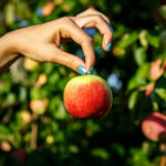 la pomme de newton