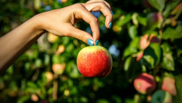 la pomme de newton