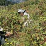 lean dans les champs